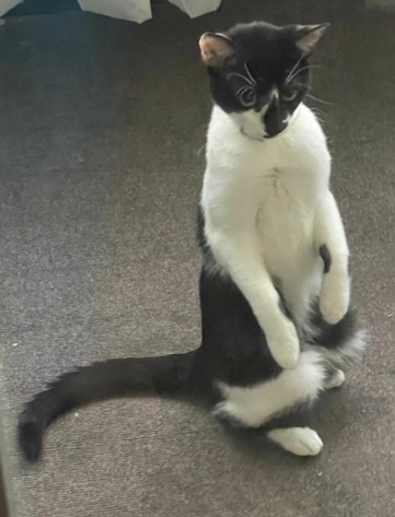 Enlarge Luke, a Adopted Domestic Short Hair in Brewerton, NY image 2/6