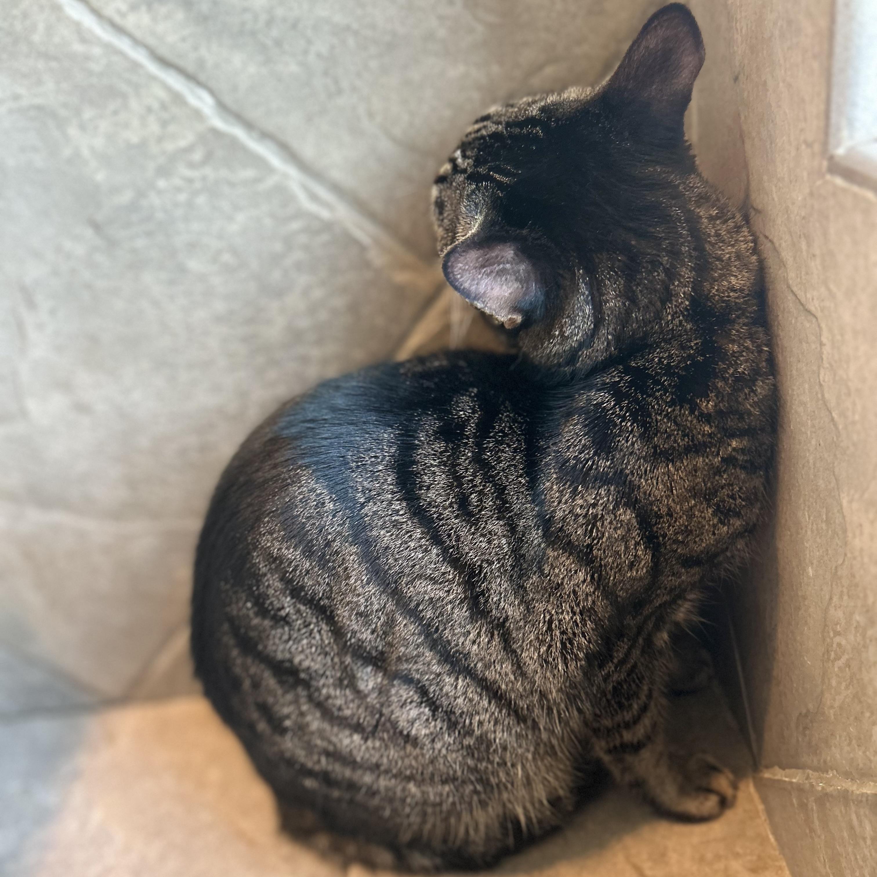 Petrie, a ADOPTABLE American Shorthair in Seguin, TX image 5/5