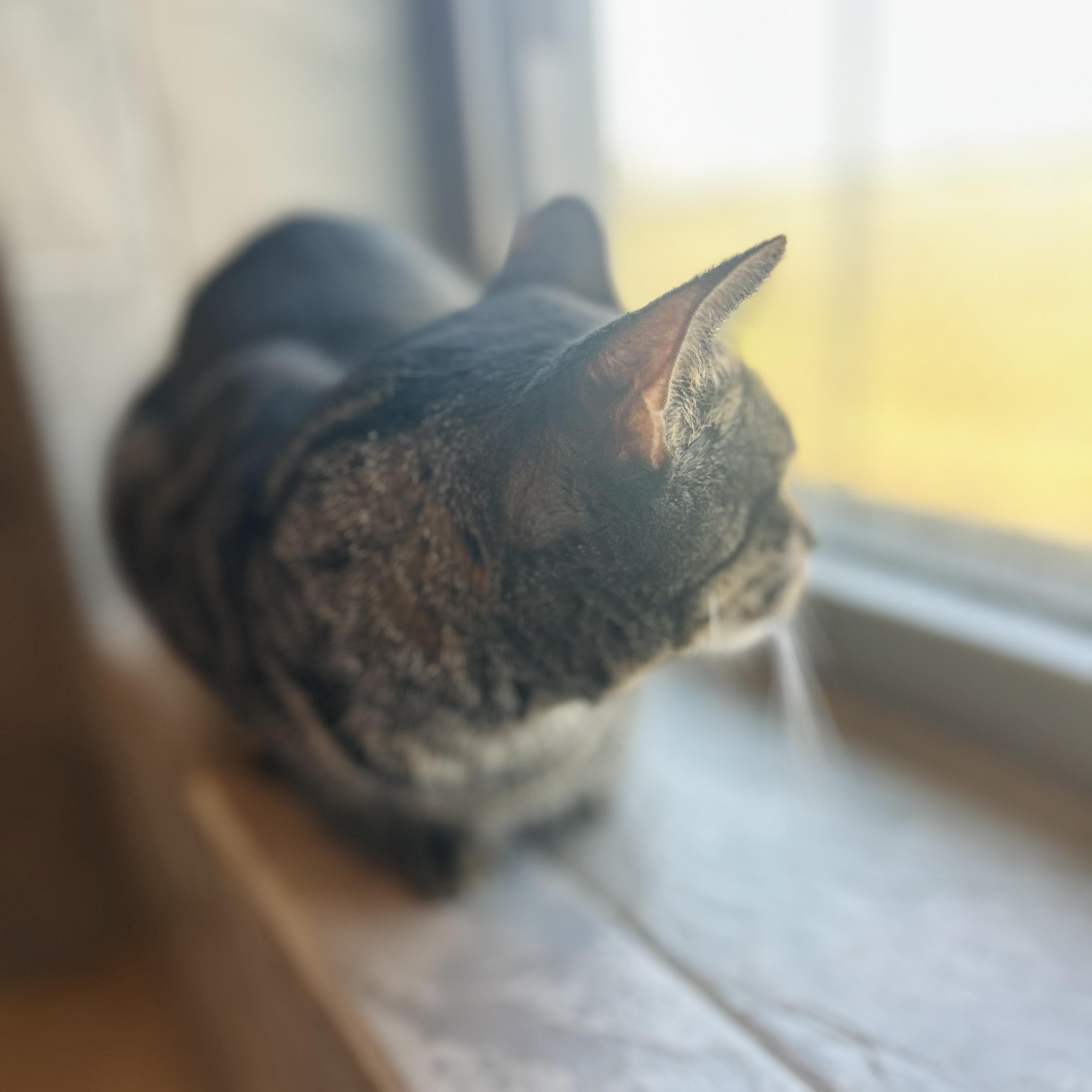 Petrie, a ADOPTABLE American Shorthair in Seguin, TX image 2/5