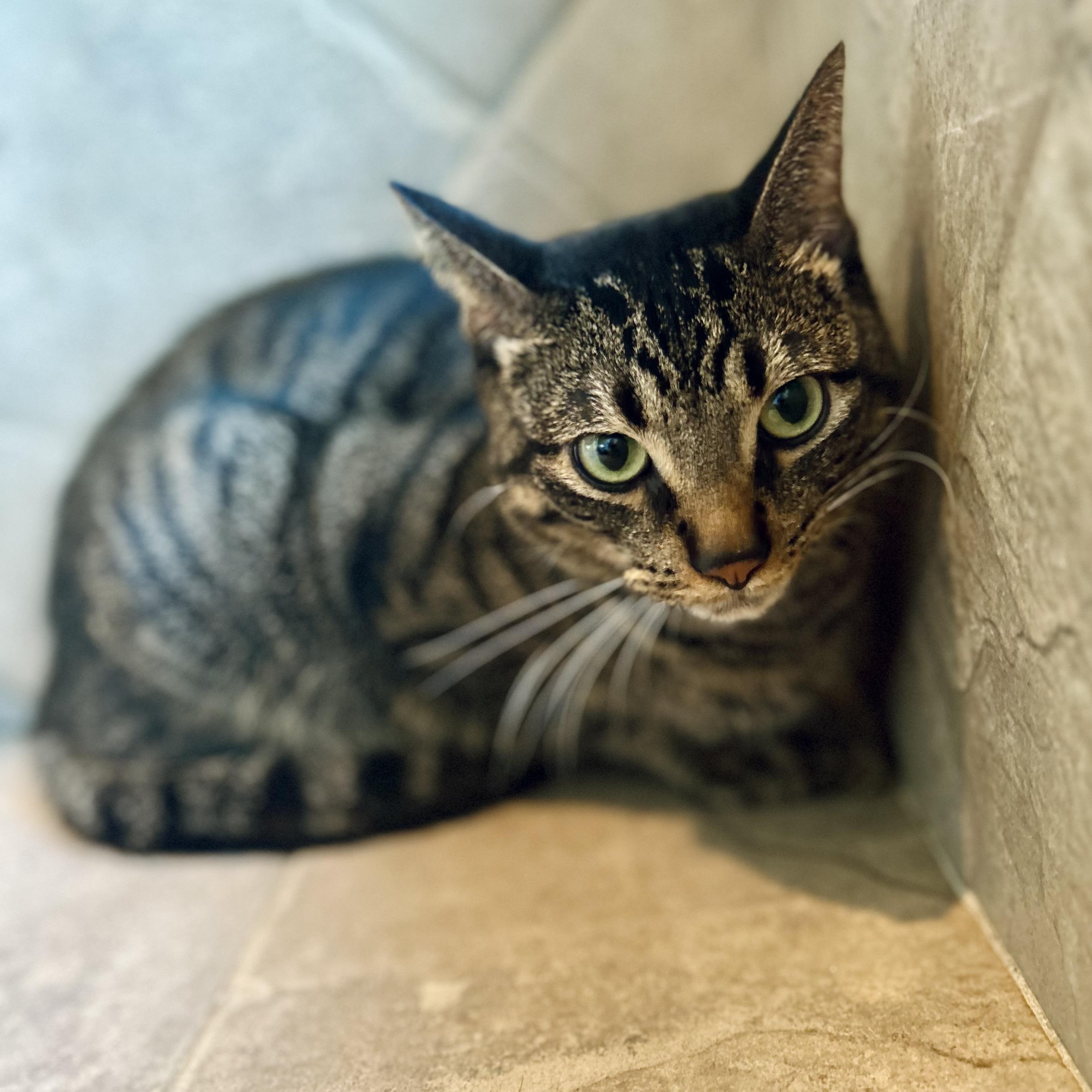 Petrie, ADOPTABLE, Adult Male American Shorthair.