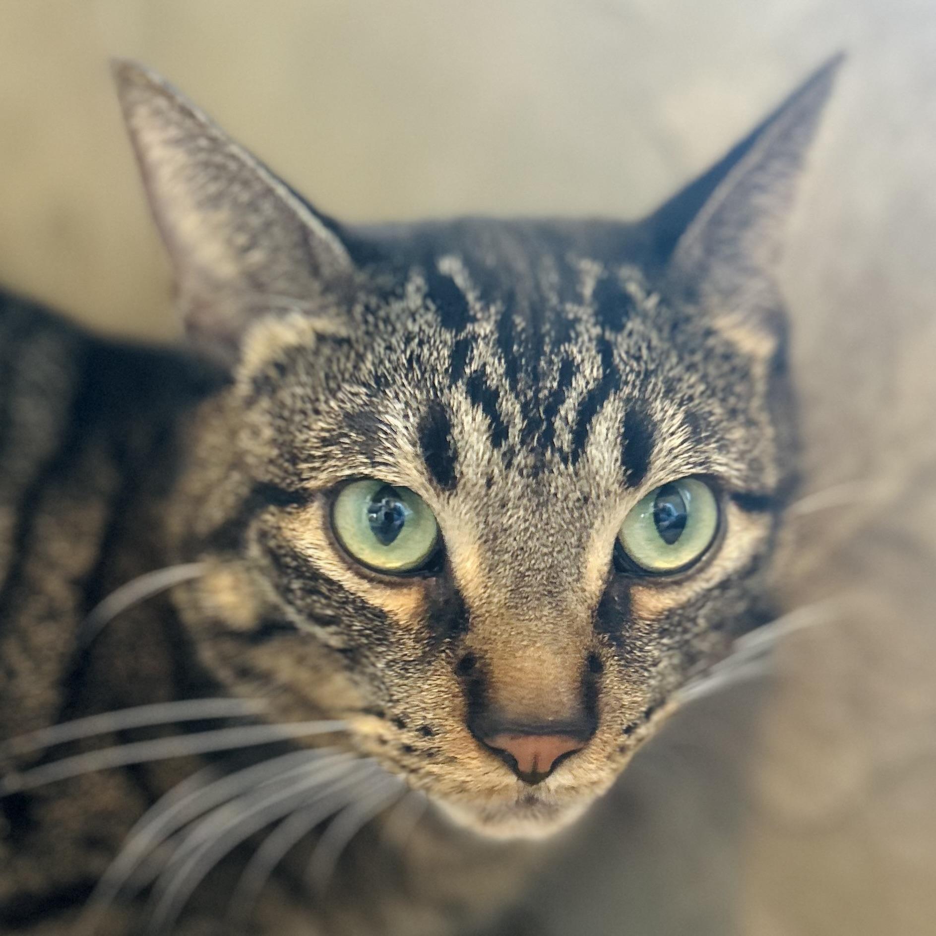 Petrie, a ADOPTABLE American Shorthair in Seguin, TX image 3/5