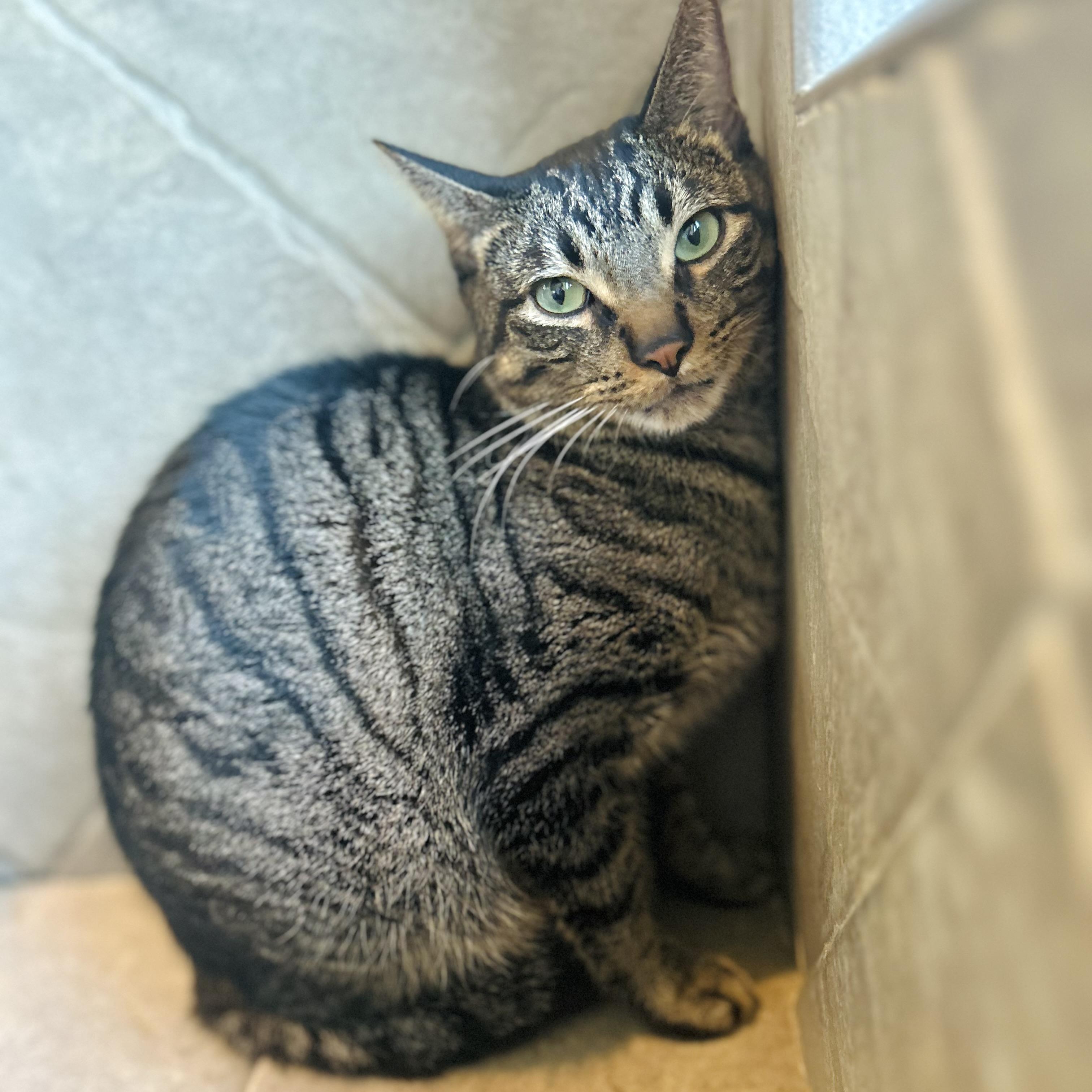 Petrie, a ADOPTABLE American Shorthair in Seguin, TX image 4/5