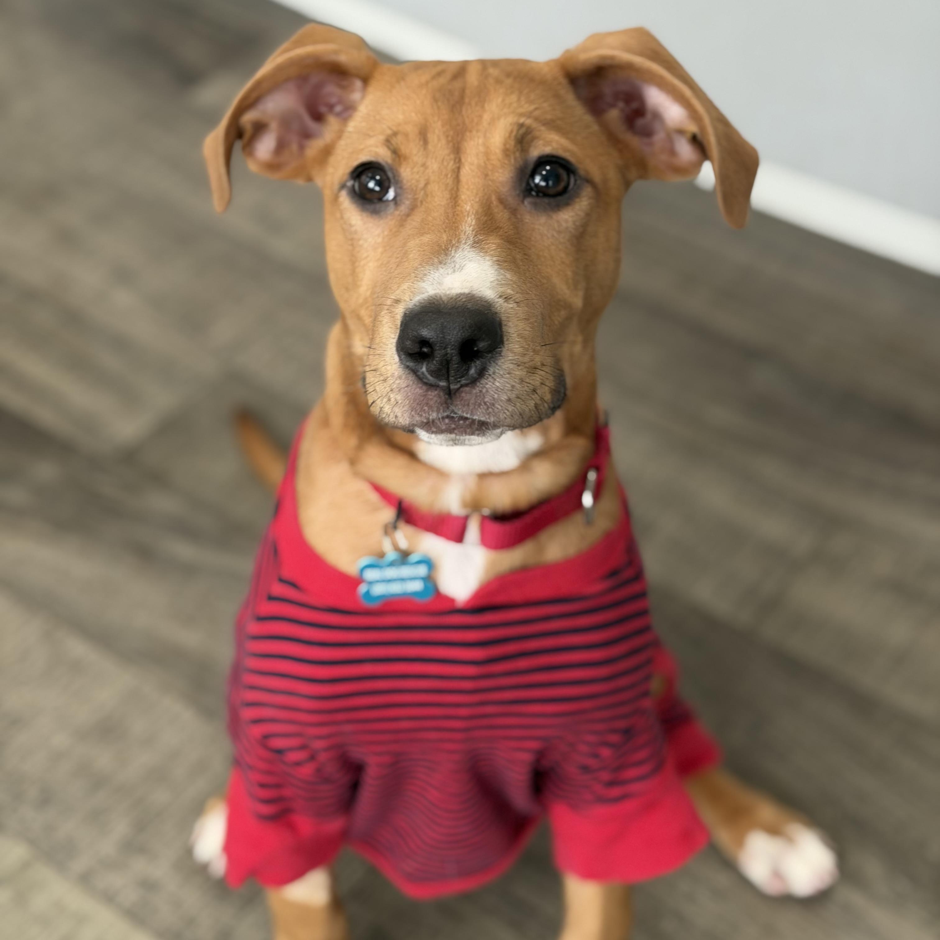 Peanut Butter, a Adoptable mixed breed in Mahwah, NJ image 2/5