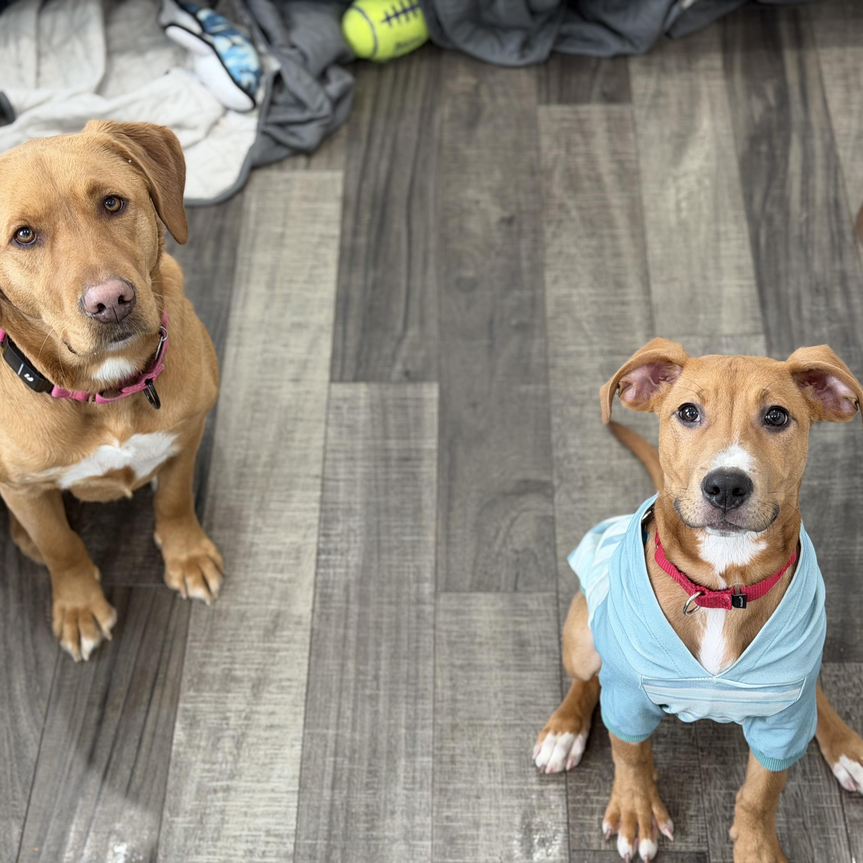 Peanut Butter, a Adoptable mixed breed in Mahwah, NJ image 3/5