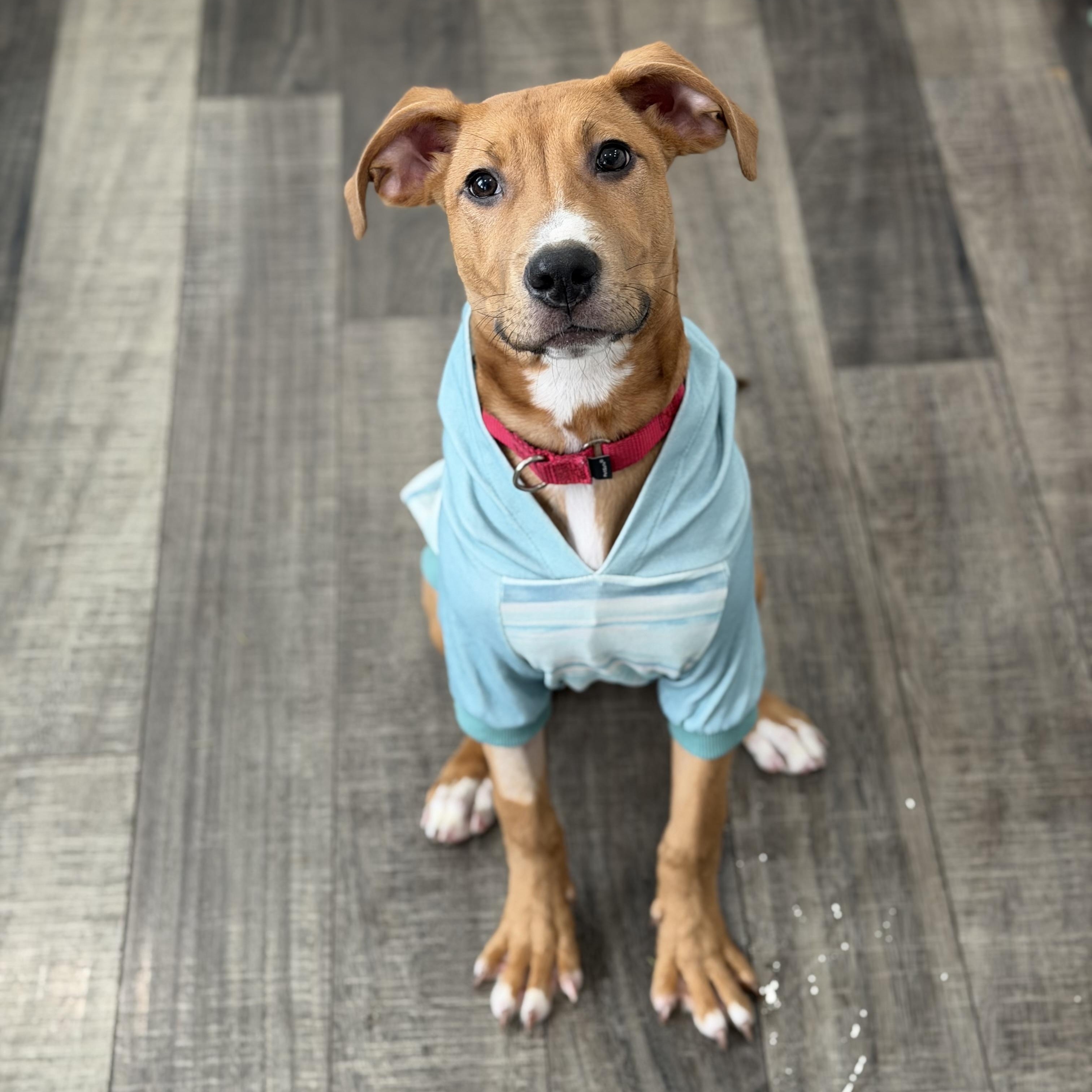 Peanut Butter, a Adoptable mixed breed in Mahwah, NJ image 4/5