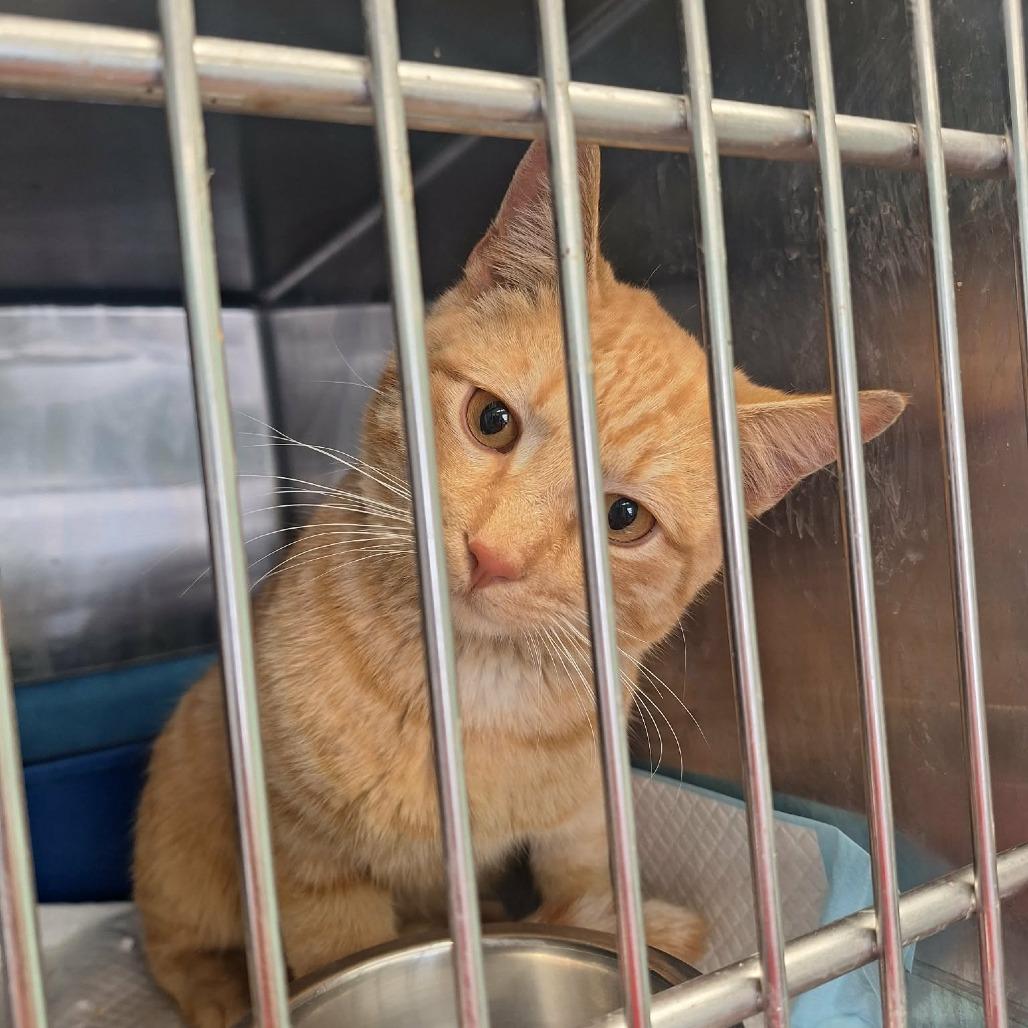 Enlarge Westley, a Adoptable Domestic Short Hair in Madill, OK image 1/1