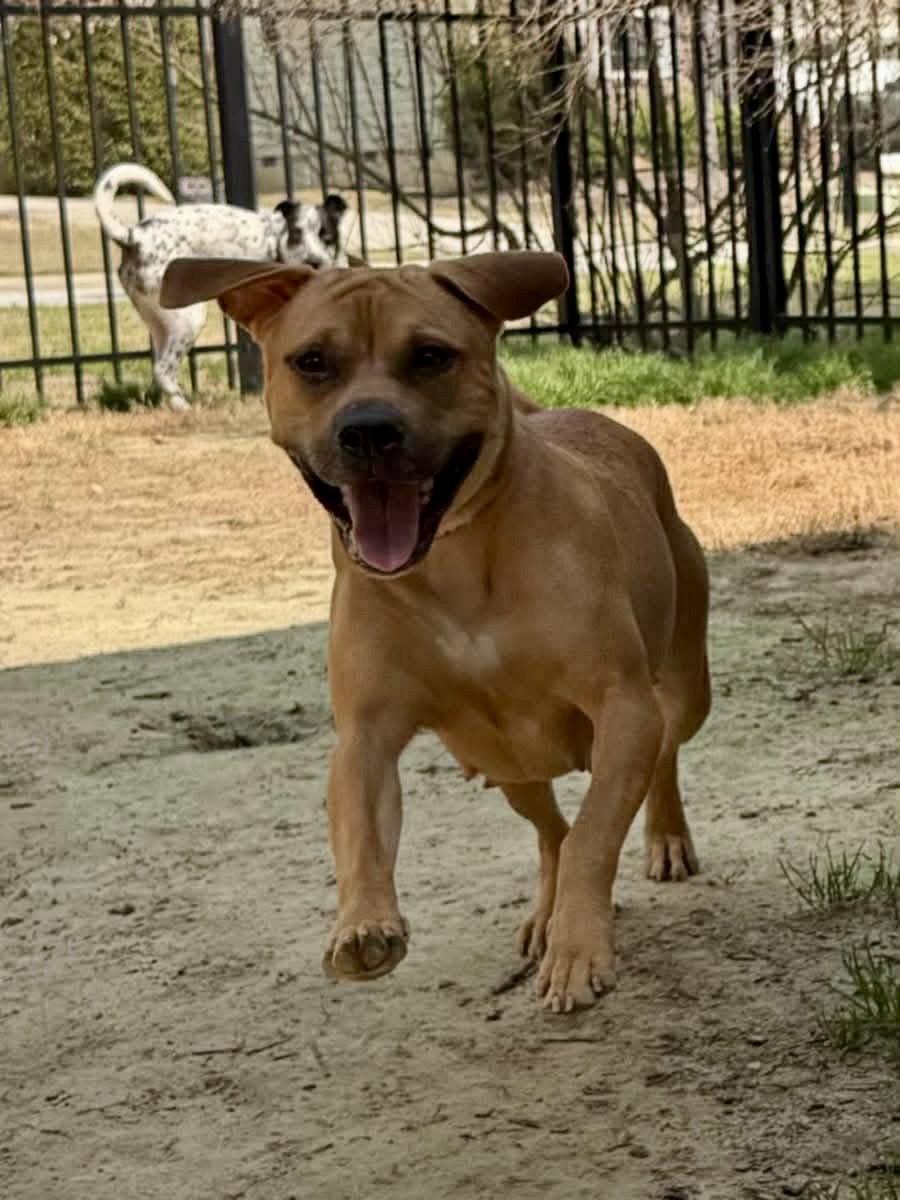 Stella, a Adopted mixed breed in Holly Springs, NC image 1/3