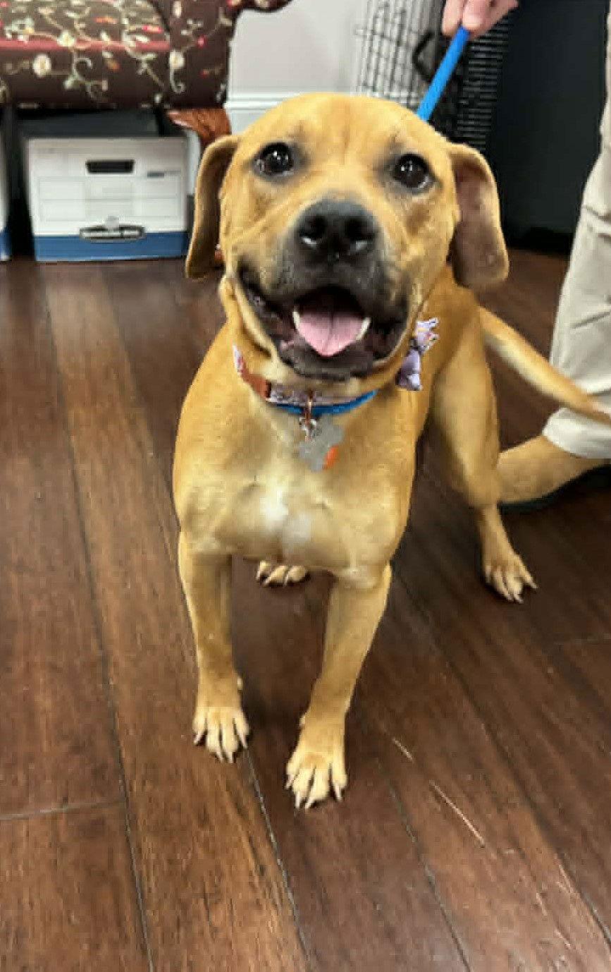 Stella, a Adopted mixed breed in Holly Springs, NC image 2/3