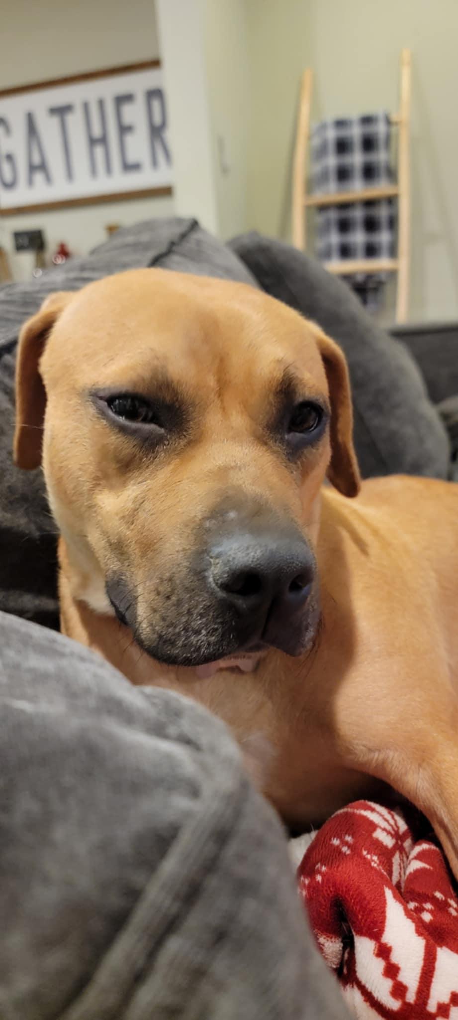 Stella, a Adopted mixed breed in Holly Springs, NC image 3/3