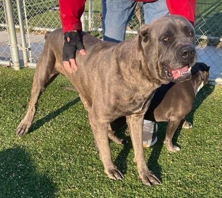 Enlarge Kratos, a Adoptable Cane Corso in Richland Hills, TX image 1/5