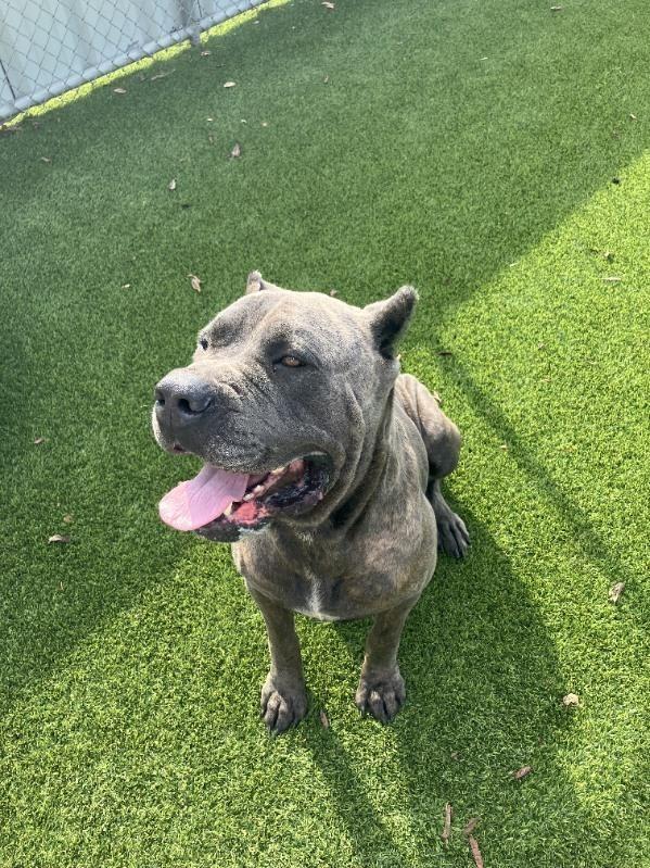 Enlarge Kratos, a Adoptable Cane Corso in Richland Hills, TX image 2/5