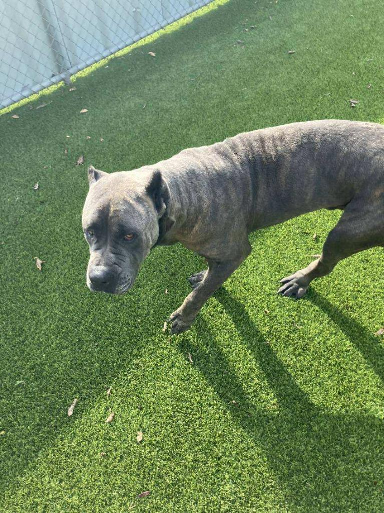 Enlarge Kratos, a Adoptable Cane Corso in Richland Hills, TX image 3/5
