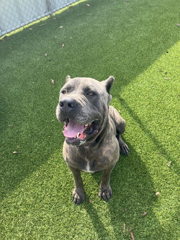 Enlarge Kratos, a Adoptable Cane Corso in Richland Hills, TX image 4/5