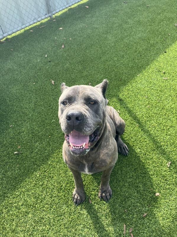 Enlarge Kratos, a Adoptable Cane Corso in Richland Hills, TX image 5/5