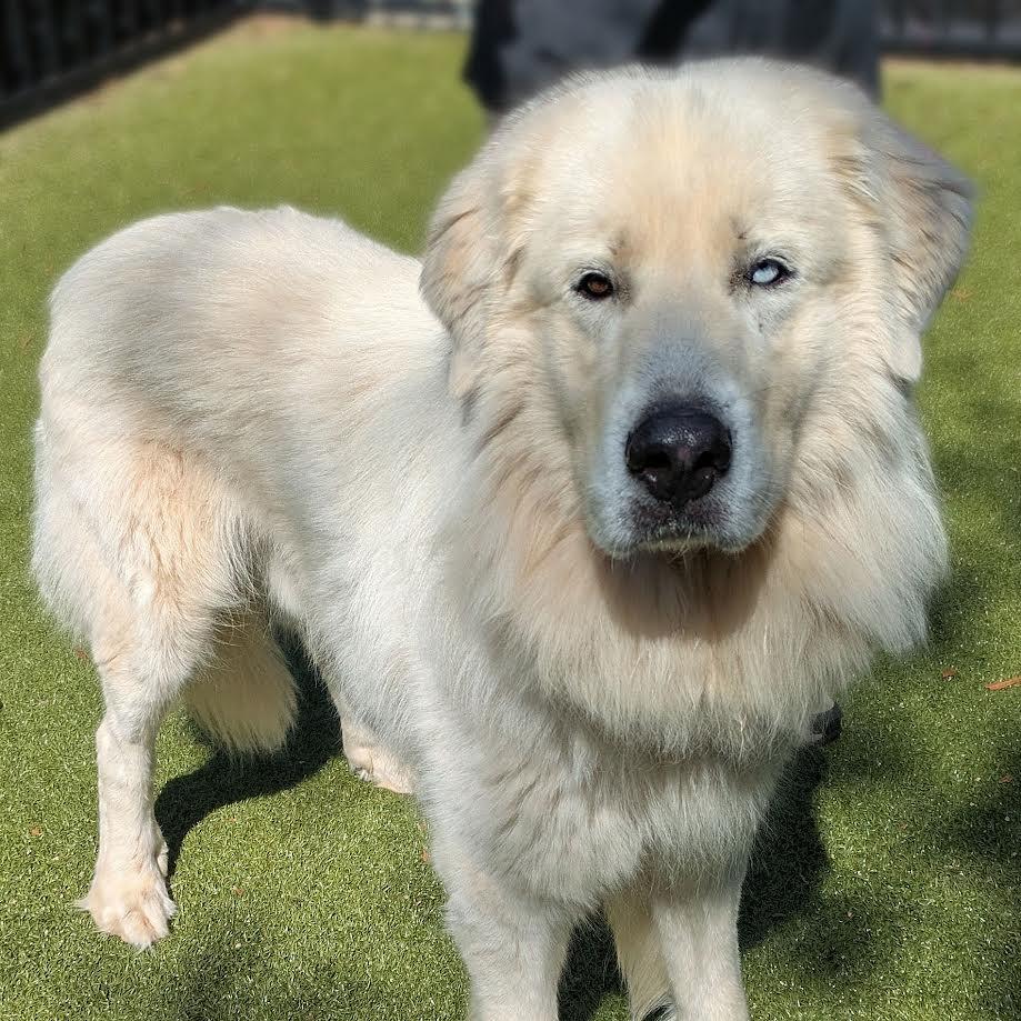 Toby, Adoptable, Adult Male Great Pyrenees.