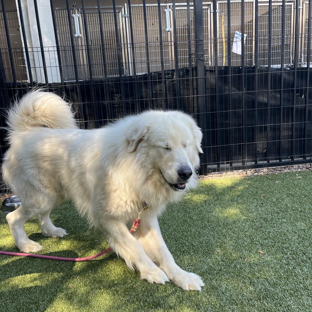 Toby, a Adoptable Great Pyrenees in Charlottesville, VA image 2/6