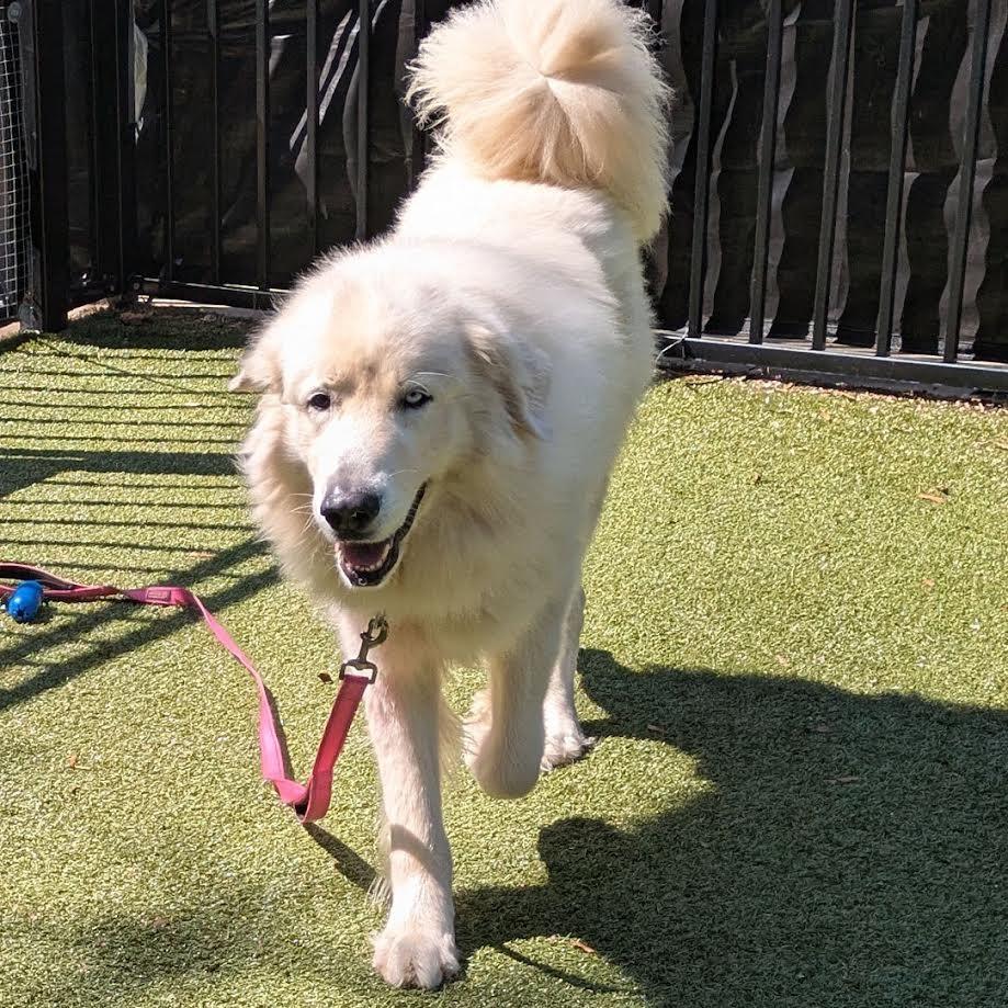 Toby, a Adoptable Great Pyrenees in Charlottesville, VA image 3/6