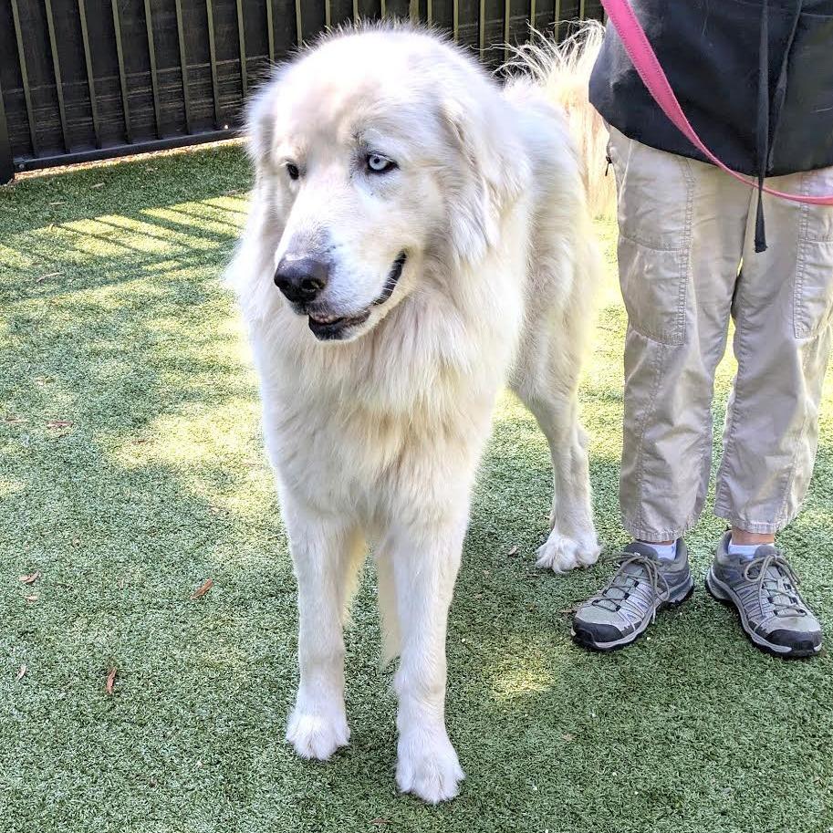 Toby, a Adoptable Great Pyrenees in Charlottesville, VA image 4/6
