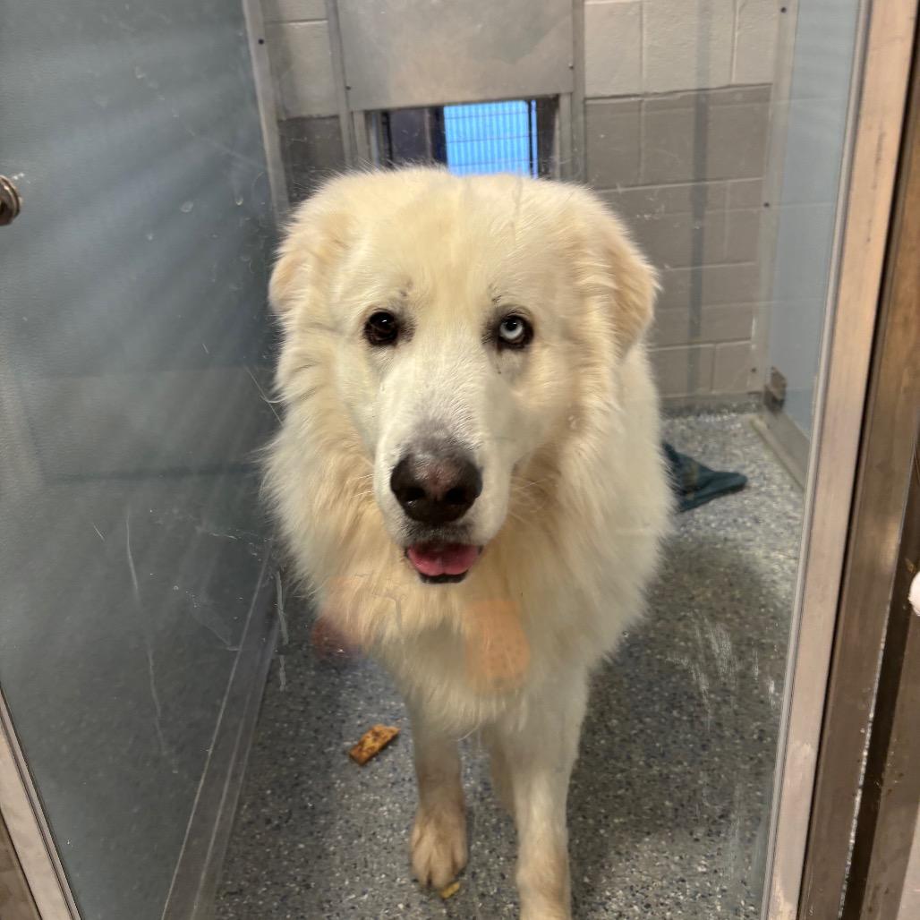 Toby, a Adoptable Great Pyrenees in Charlottesville, VA image 5/6