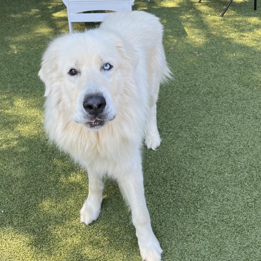 Toby, a Adoptable Great Pyrenees in Charlottesville, VA image 6/6