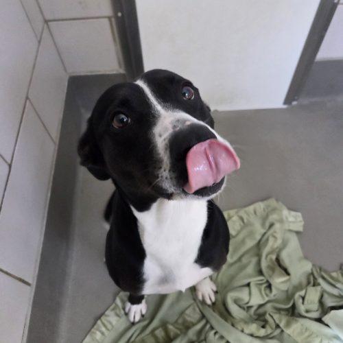 Vega, Adoptable, Adult Female Border Collie & Pit Bull Terrier.