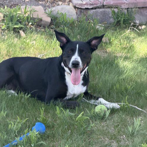 Vega, Adoptable, Adult Female Border Collie & Pit Bull Terrier.
