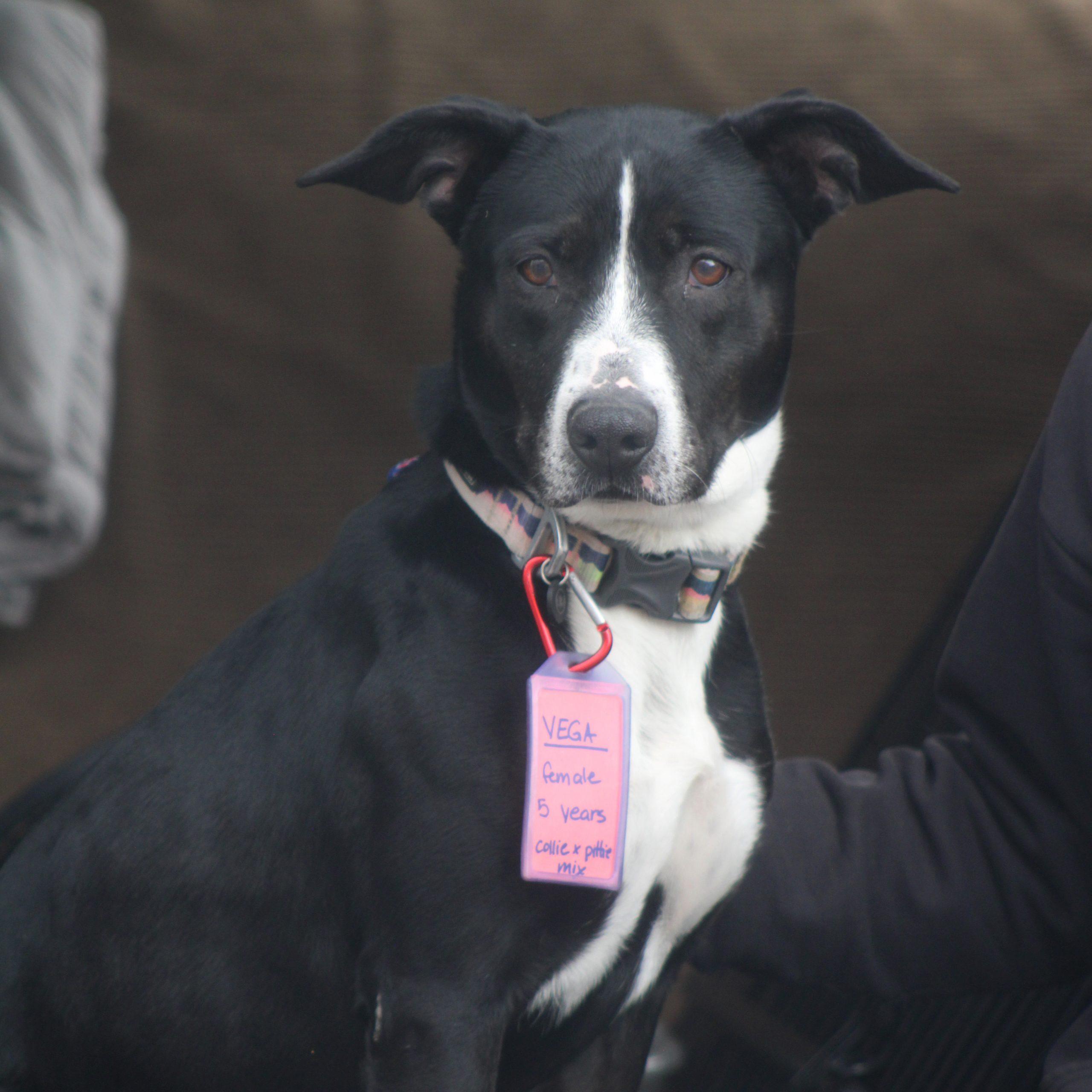 Enlarge Vega, a Adoptable mixed breed in Grand Junction, CO image 2/4