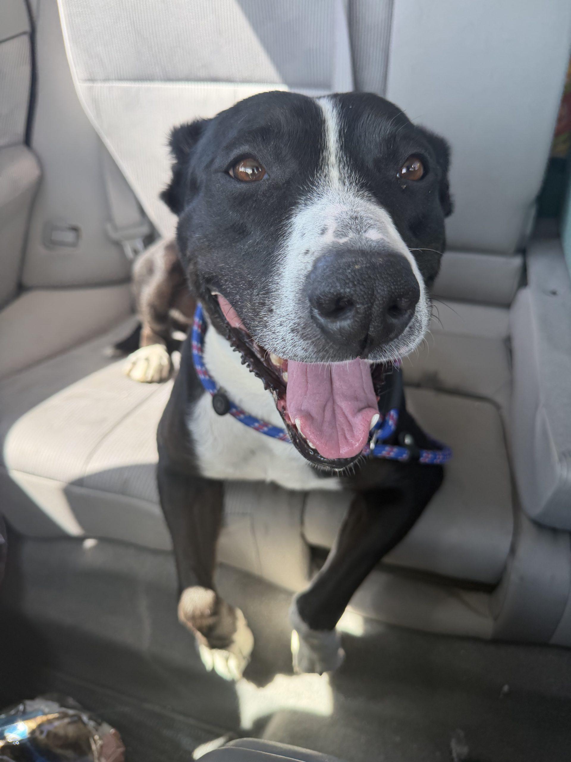 Enlarge Vega, a Adoptable mixed breed in Grand Junction, CO image 2/5