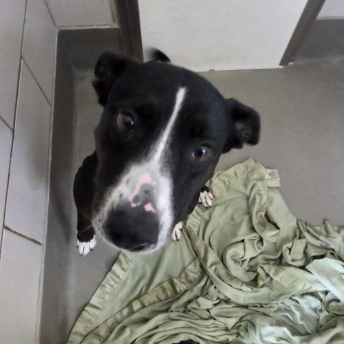 Enlarge Vega, a Adoptable mixed breed in Grand Junction, CO image 2/3