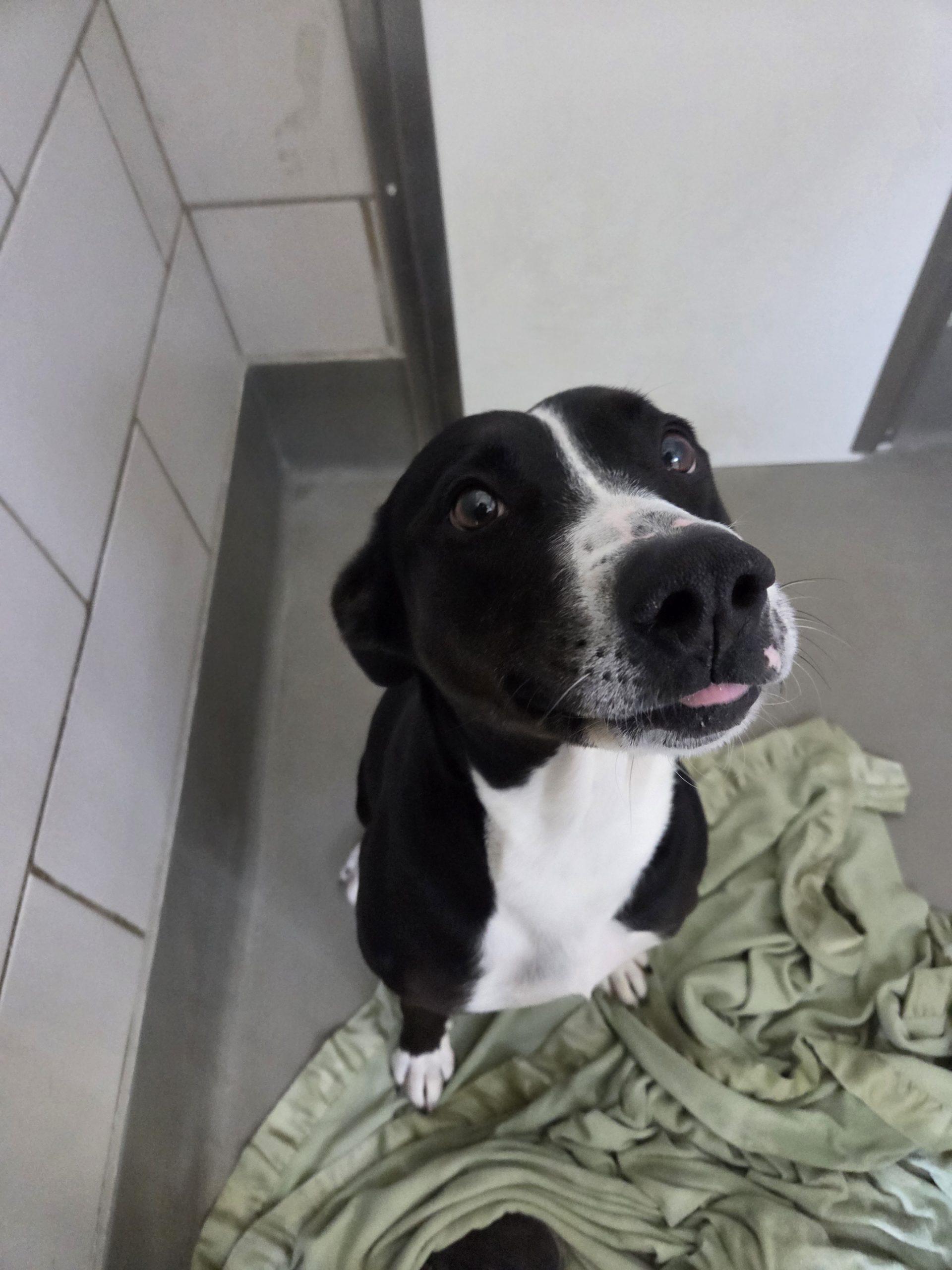 Enlarge Vega, a Adoptable mixed breed in Grand Junction, CO image 3/3