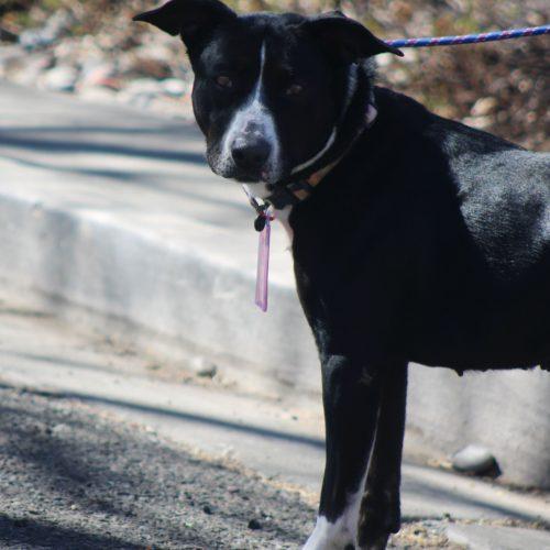 Enlarge Vega, a Adoptable mixed breed in Grand Junction, CO image 4/4