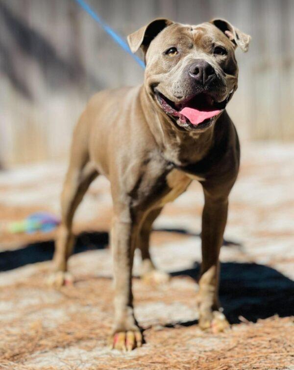 AC-5316 "Martha", Adoptable, Adult Female Pit Bull Terrier.