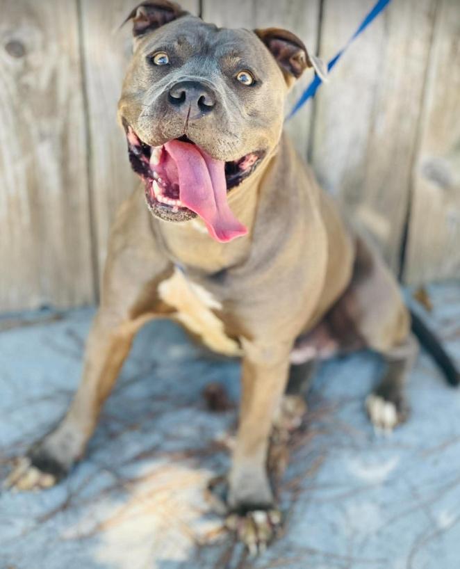 Enlarge AC-5316 "Martha", a Adoptable mixed breed in Conyers, GA image 3/3