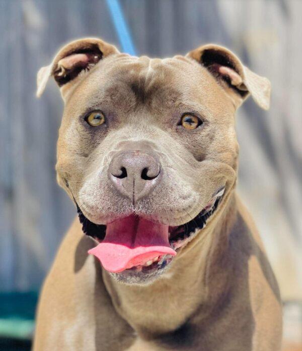 Enlarge AC-5316 "Martha", a Adoptable mixed breed in Conyers, GA image 2/3