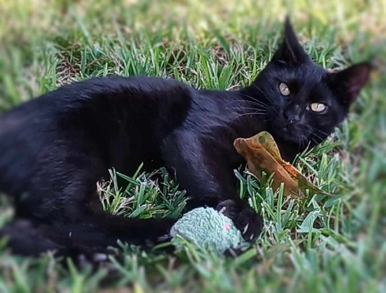 Enlarge Buddy, a Adoptable Domestic Short Hair in Ocean Springs, MS image 1/4