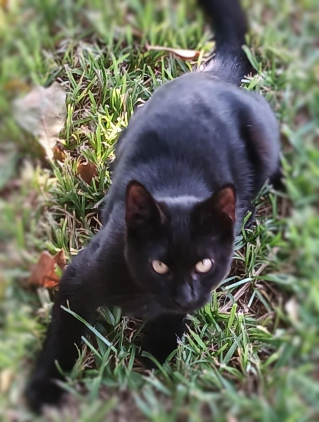 Buddy, Adoptable, Kitten Male Domestic Short Hair.