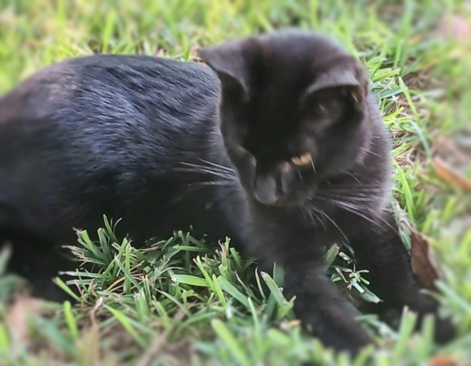 Enlarge Buddy, a Adoptable Domestic Short Hair in Ocean Springs, MS image 3/4