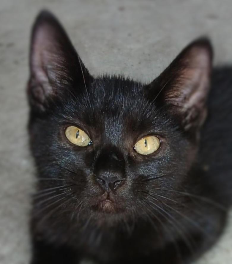 Enlarge Buddy, a Adoptable Domestic Short Hair in Ocean Springs, MS image 4/4