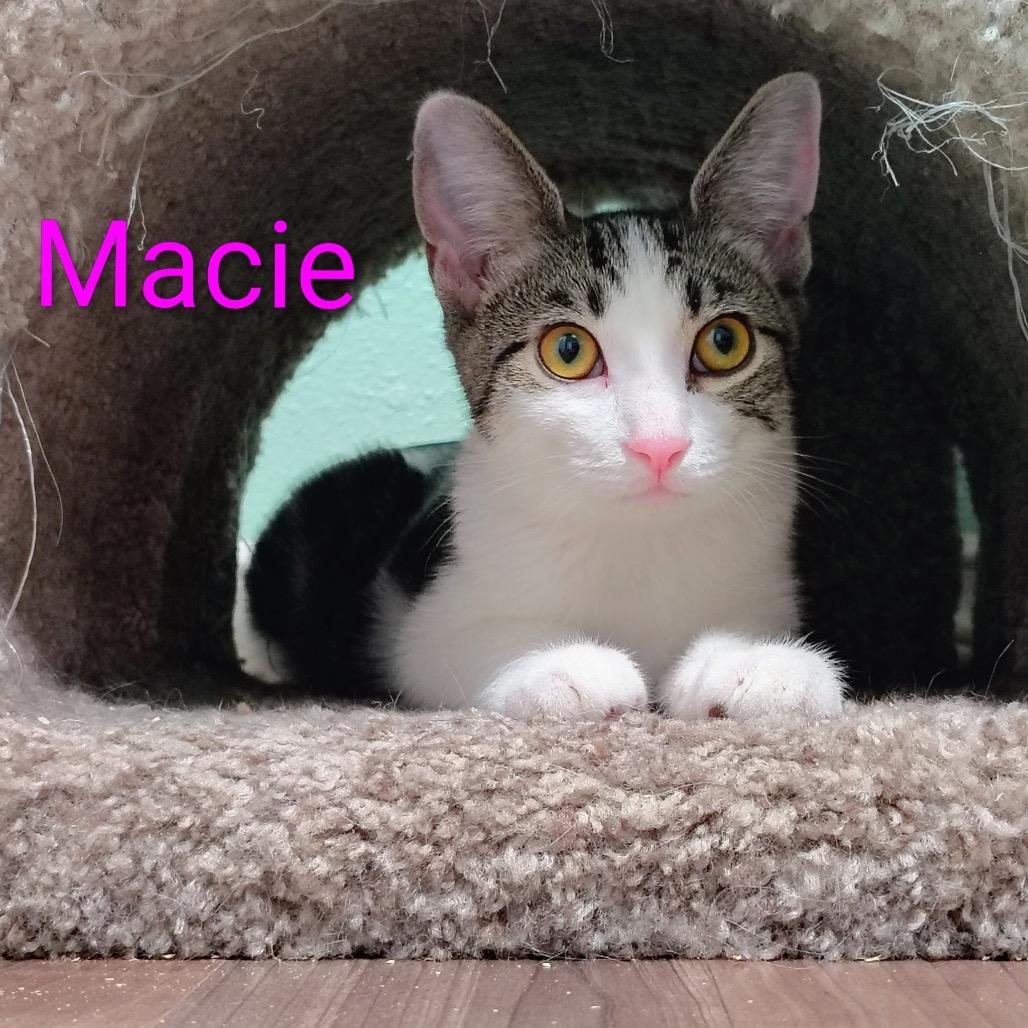 Macie, Adoptable, Kitten Female Domestic Short Hair.