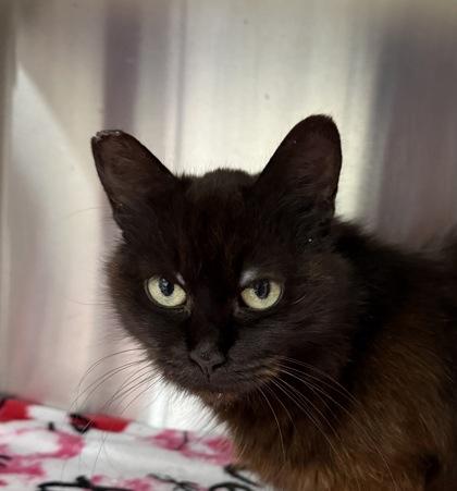 Olive, Adoptable, Young Female Domestic Medium Hair & Domestic Short Hair.