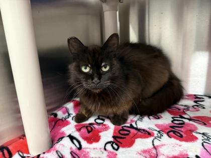Enlarge Olive, a Adoptable mixed breed in Wilkesboro, NC image 2/2