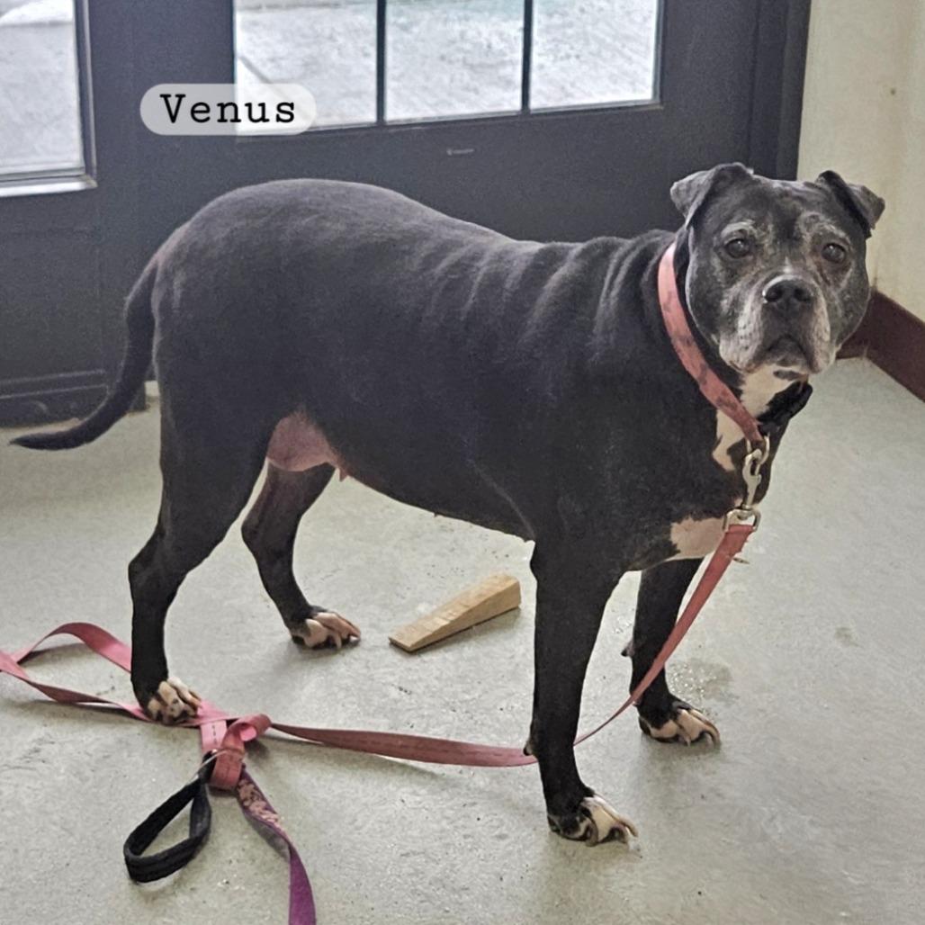 Enlarge Venus, a Adoptable Terrier in Ballston Spa, NY image 1/1