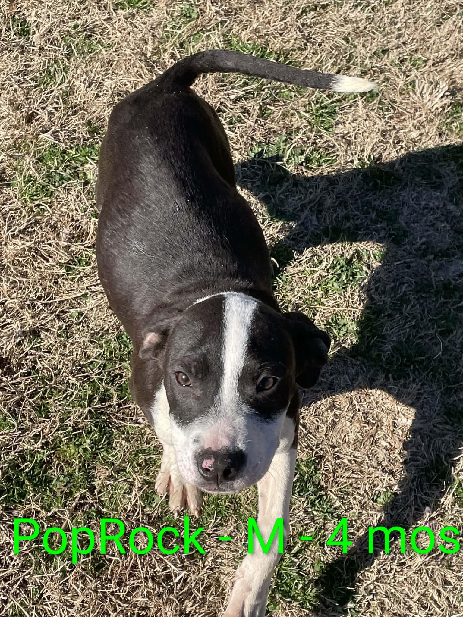 Enlarge PopRock, a ADOPTABLE mixed breed in Gardner, MA image 1/5