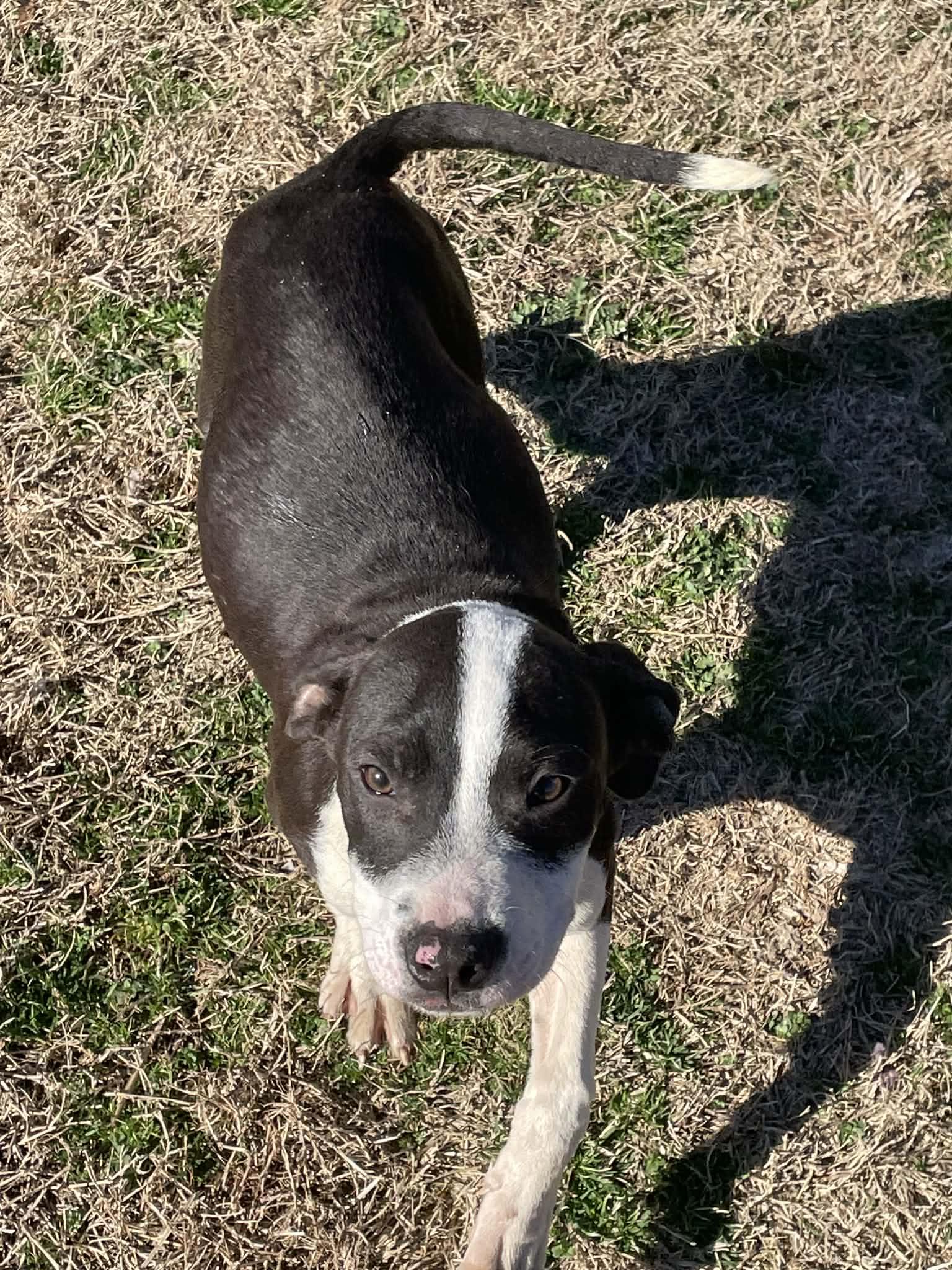 Enlarge PopRock, a ADOPTABLE mixed breed in Gardner, MA image 5/5
