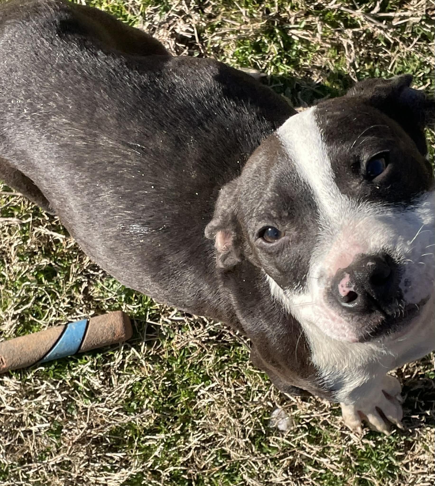 Enlarge PopRock, a ADOPTABLE mixed breed in Gardner, MA image 2/5