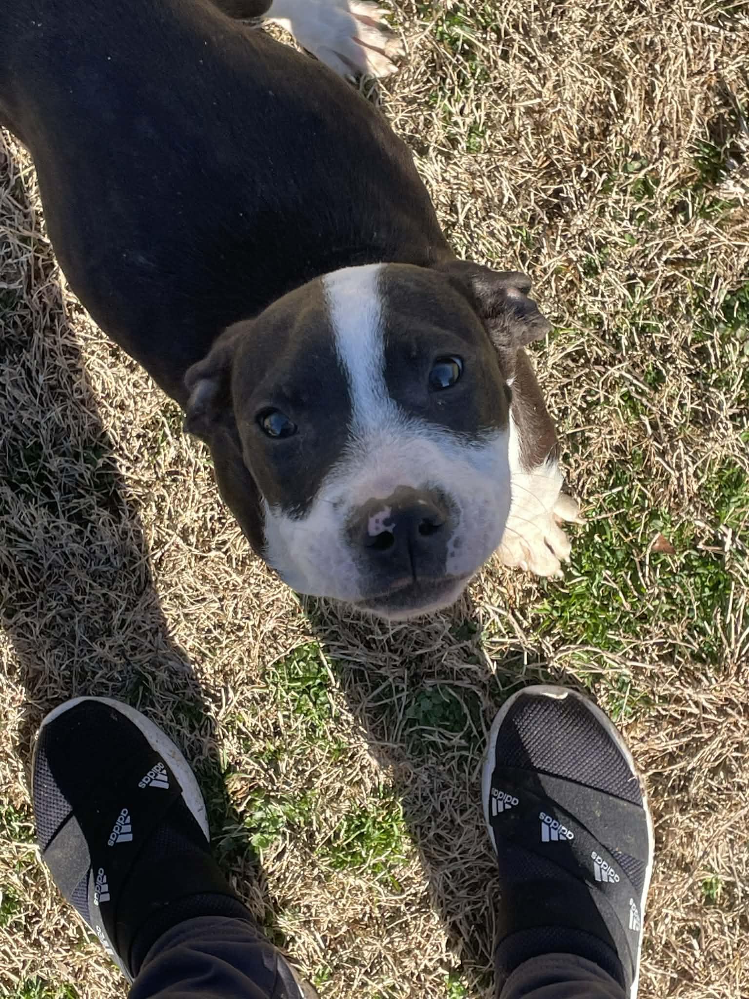 Enlarge PopRock, a ADOPTABLE mixed breed in Gardner, MA image 3/5