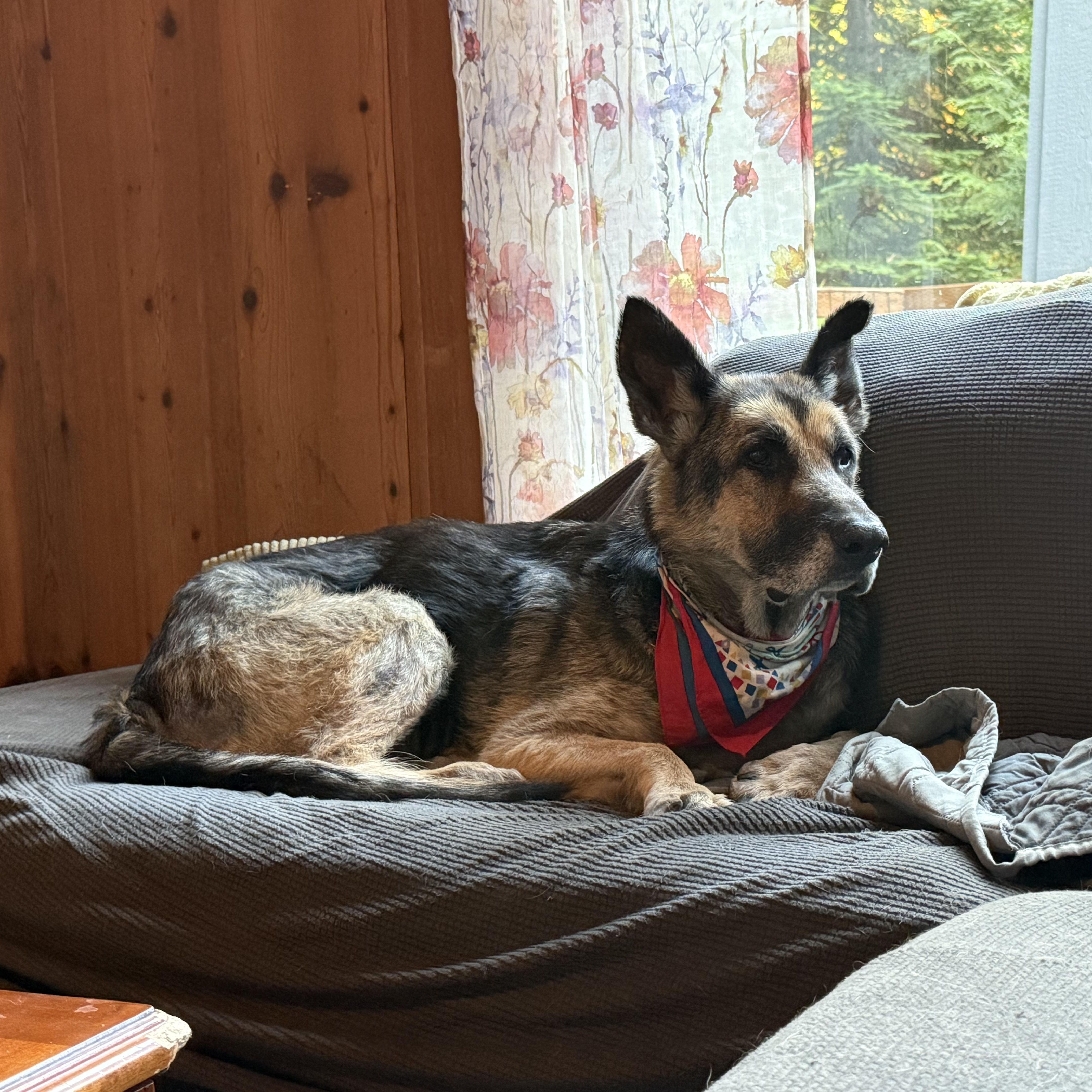 Einstein, an adoptable German Shepherd Dog in Otis, OR, 97368 | Photo Image 6