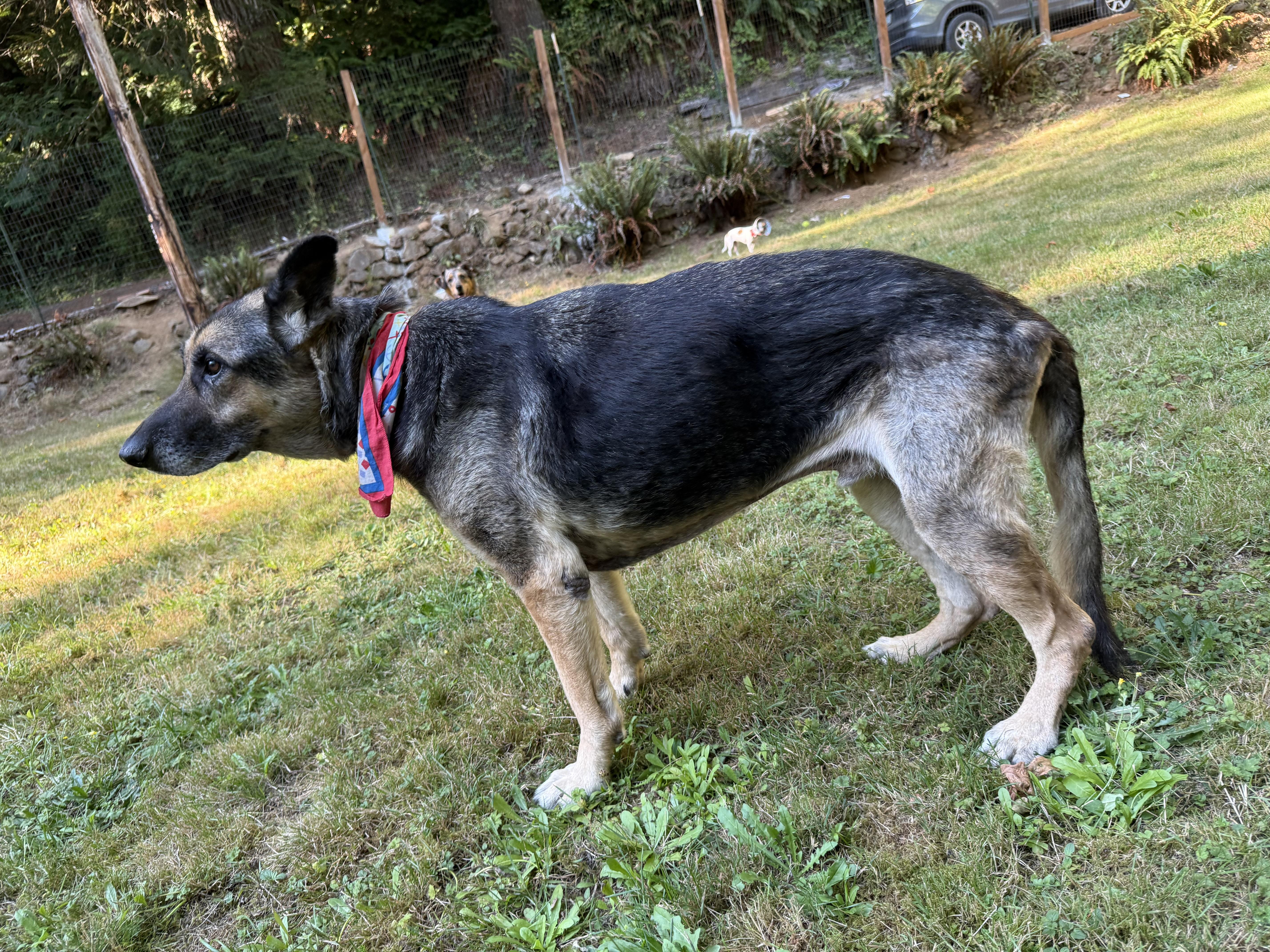 Einstein, an adoptable German Shepherd Dog in Otis, OR, 97368 | Photo Image 4