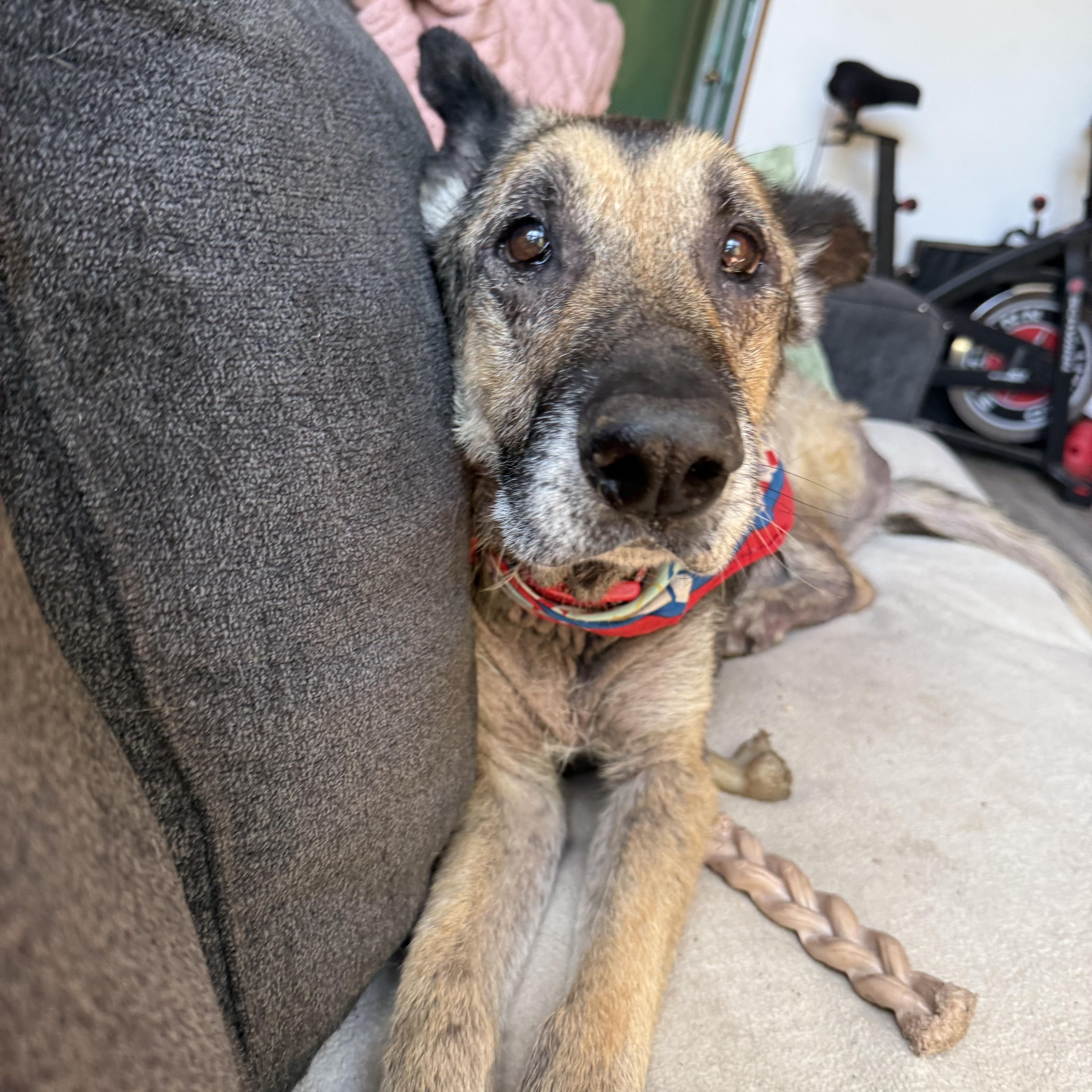 Einstein, an adoptable German Shepherd Dog in Otis, OR, 97368 | Photo Image 1