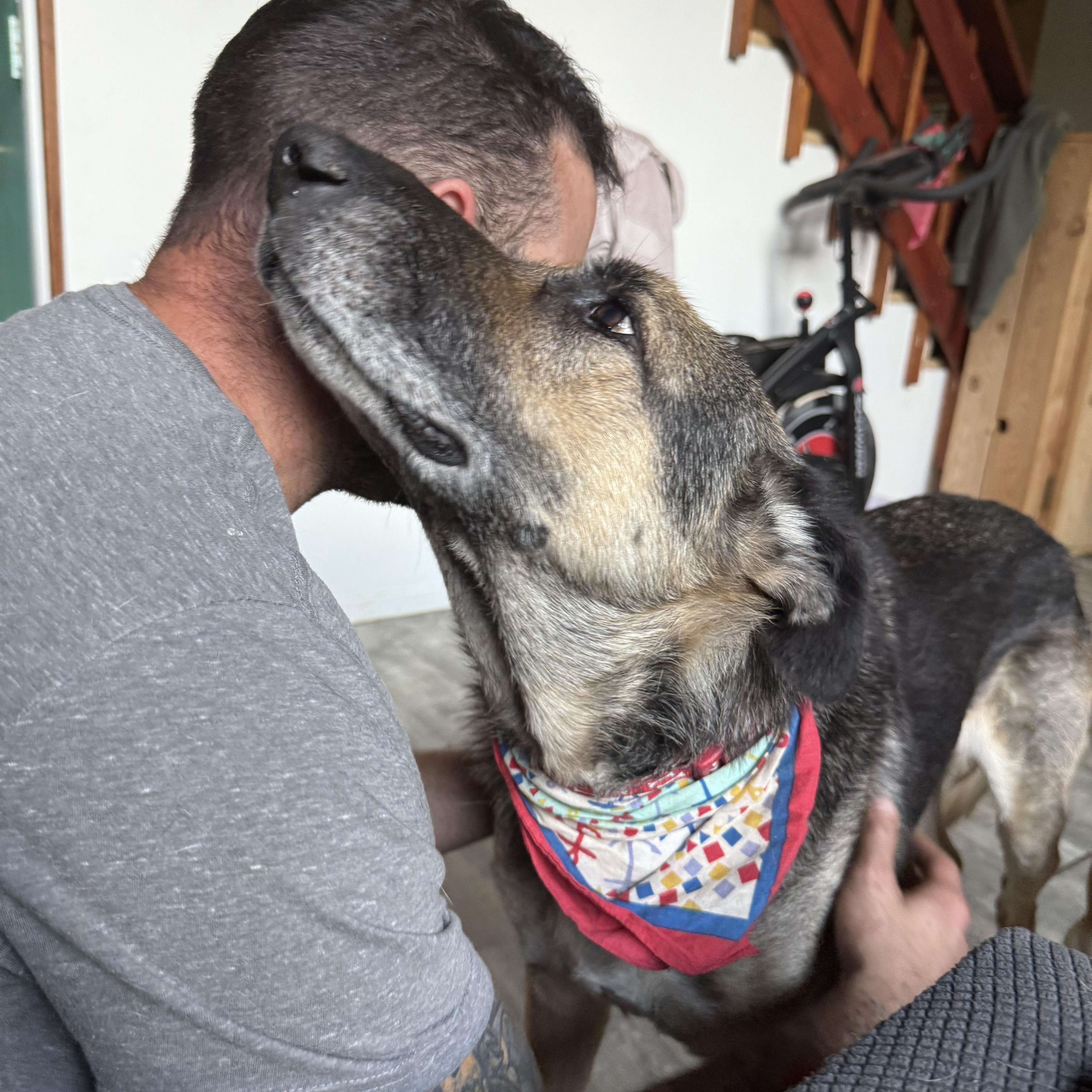 Einstein, an adoptable German Shepherd Dog in Otis, OR, 97368 | Photo Image 2